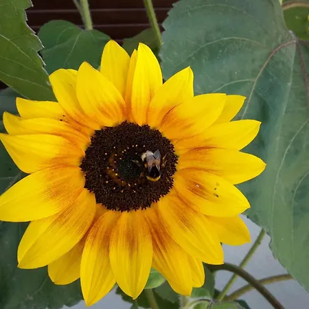 Pequena Baleia Bed and breakfast