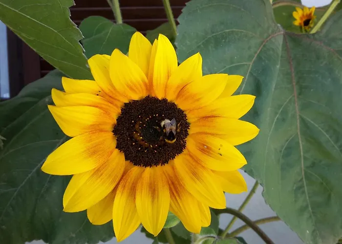 Pequena Baleia Отель типа 